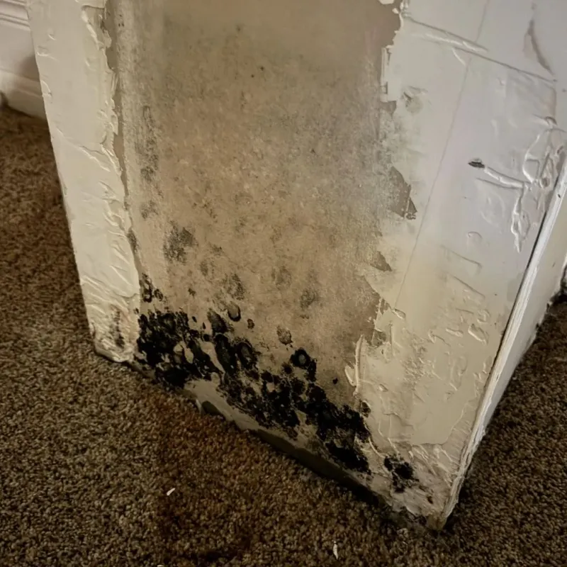 Professional Mold Removal in Summit, AZ